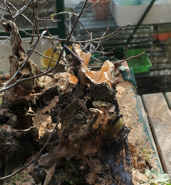 Crab Apple Bonsai Carving and Styling
